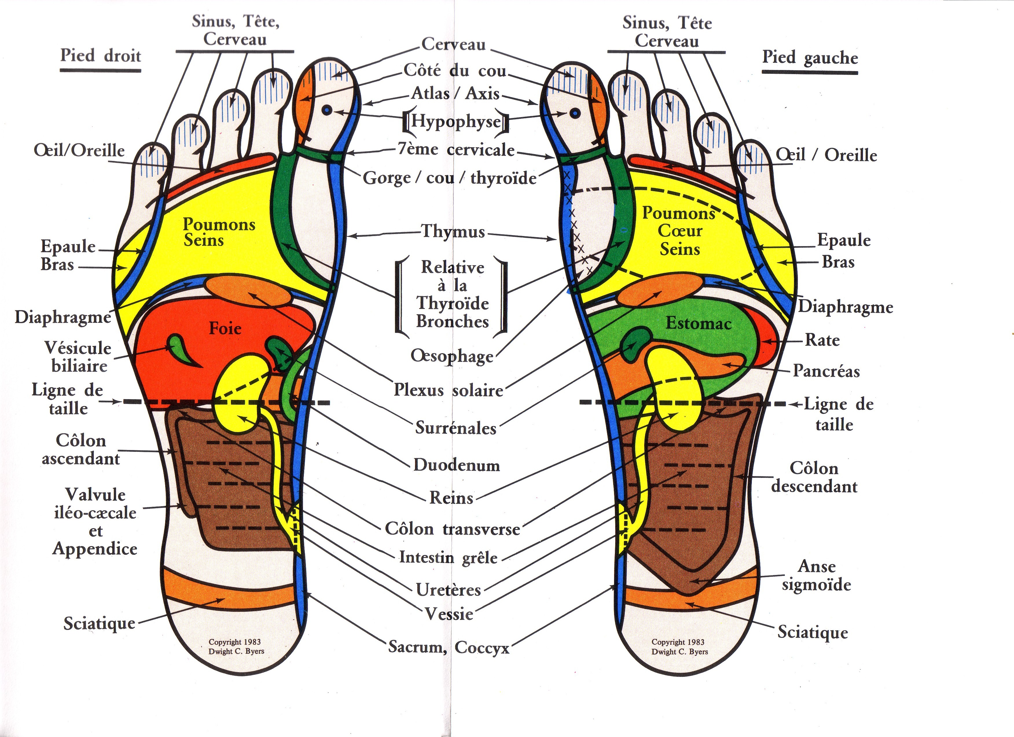 Reflexologie